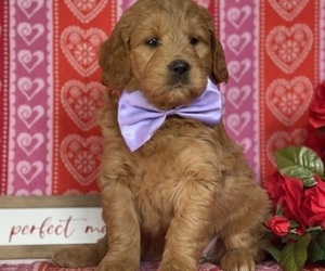 Goldendoodle (Miniature) Puppy for sale in LANCASTER, PA, USA