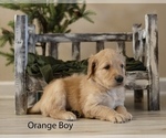 Puppy 5 Doodle-Goldendoodle Mix