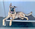 Small #2 German Shepherd Dog