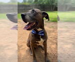 Small #12 Great Dane Mix