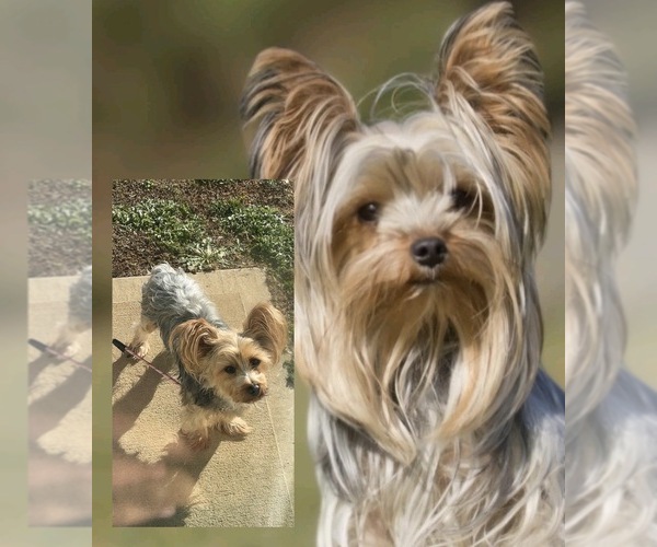 Medium Photo #1 Yorkshire Terrier Puppy For Sale in MACON, GA, USA