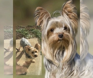 Father of the Yorkshire Terrier puppies born on 02/24/2026