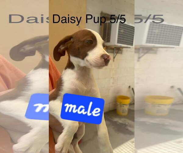 Medium Photo #4 English Springer Spaniel-Pointer Mix Puppy For Sale in Brooksville, FL, USA