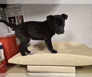 Labrador Retriever-Unknown Mix Dogs for adoption in Corona, CA, USA