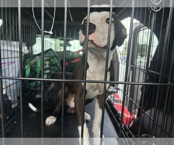Medium Photo #1 American Pit Bull Terrier Puppy For Sale in Ocala, FL, USA