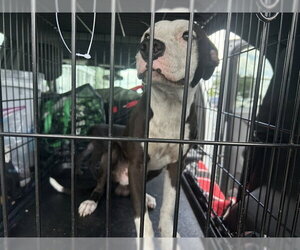 American Pit Bull Terrier Dogs for adoption in Ocala, FL, USA