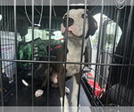 Small American Pit Bull Terrier