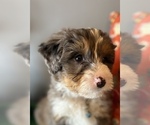 Small Photo #1 Bernedoodle (Miniature) Puppy For Sale in LAWRENCE, MI, USA