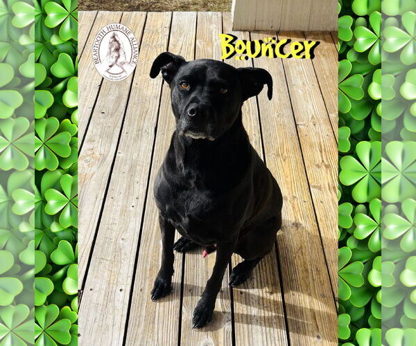 Medium Photo #1 Boxador Puppy For Sale in Red Lodge, MT, USA