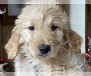 Goldendoodle Puppy for Sale in NIOTA, Tennessee USA