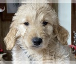Small Photo #1 Goldendoodle Puppy For Sale in NIOTA, TN, USA