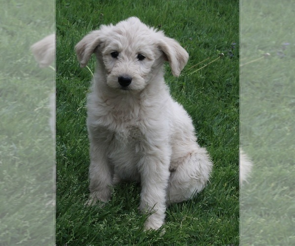 Medium Photo #5 Poodle (Miniature)-Siberian Husky Mix Puppy For Sale in FREDERICKSBURG, OH, USA