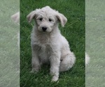 Small Photo #5 Poodle (Miniature)-Siberian Husky Mix Puppy For Sale in FREDERICKSBURG, OH, USA