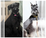 Small Photo #5 Schnauzer (Giant) Puppy For Sale in DECATUR, GA, USA
