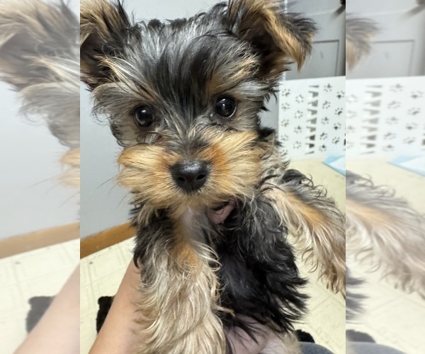 Medium Photo #11 Yorkshire Terrier Puppy For Sale in CHIPPEWA FALLS, WI, USA