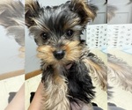 Litter of 4 - Male(s) and Female(s) Yorkshire TerrierLitter of Puppies for Sale - Photo #11