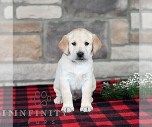 Labrador Retriever Puppy for sale in SELINSGROVE, PA, USA