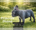 Small Photo #16 French Bulldog Puppy For Sale in FAYETTEVILLE, GA, USA