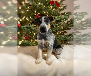 Australian Cattle Dog Puppy for sale in HILLSBORO, WI, USA