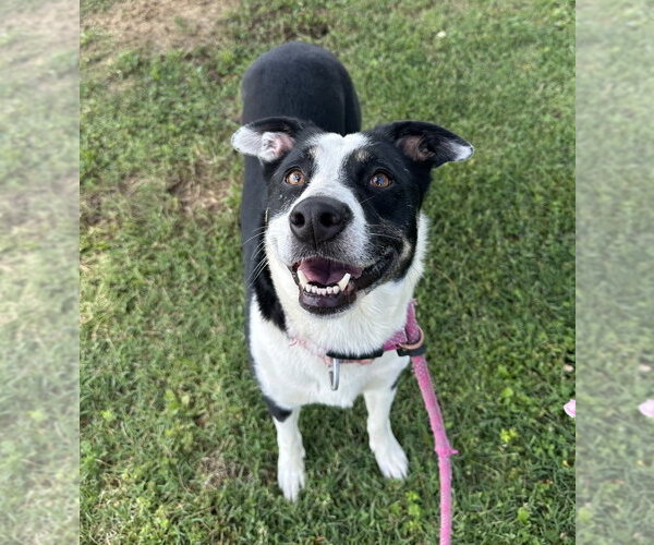 Medium Photo #3 Collie-Unknown Mix Puppy For Sale in Evansville, IN, USA