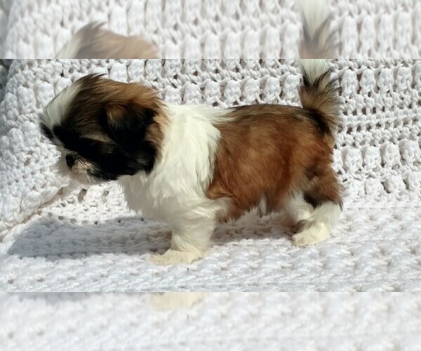 Medium Photo #3 Shih Tzu Puppy For Sale in DALTON, OH, USA