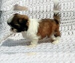 Small #2 Shih Tzu