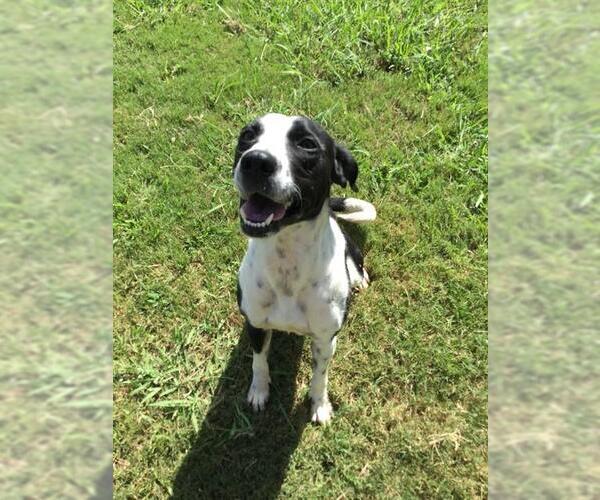 Medium Photo #1 German Shorthaired Pointer-Unknown Mix Puppy For Sale in Grovetown, GA, USA