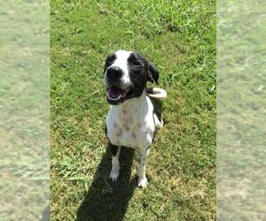 German Shorthaired Pointer-Unknown Mix Dogs for adoption in Grovetown, GA, USA