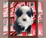 Puppy Puppy 2 Miniature Australian Shepherd