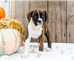 Small #4 Boxer