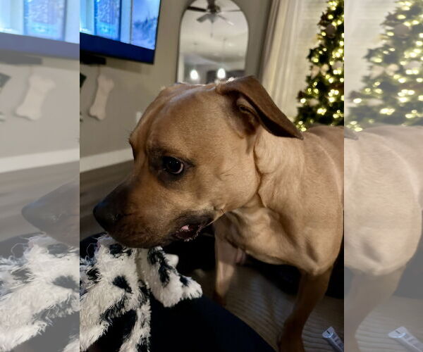 Medium Photo #3 Boxer-Unknown Mix Puppy For Sale in Fort Collins, CO, USA