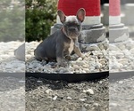 Puppy 4 French Bulldog