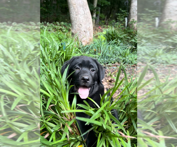 Medium Photo #22 Labrador Retriever Puppy For Sale in LOUISBURG, NC, USA