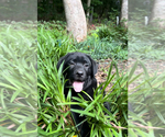 Small Photo #22 Labrador Retriever Puppy For Sale in LOUISBURG, NC, USA