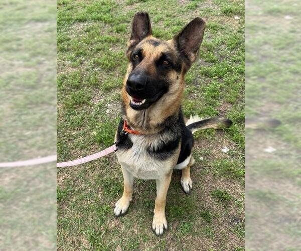 Medium Photo #1 German Shepherd Dog Puppy For Sale in Naples, FL, USA