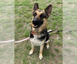 German Shepherd Dog Dogs for adoption in Naples, FL, USA