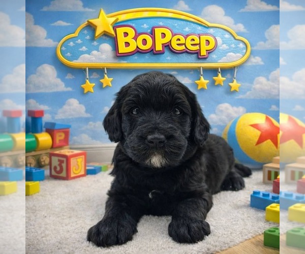 Medium Photo #1 Cavapoo (Miniature)-Saint Berdoodle Mix Puppy For Sale in MILLVILLE, MN, USA