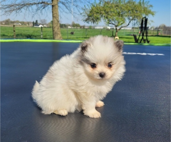 Medium Photo #5 Pomeranian Puppy For Sale in ORRVILLE, OH, USA