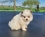 Small #4 Pomeranian