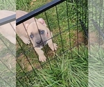 Small Photo #3 Cane Corso Puppy For Sale in CAMBY, IN, USA