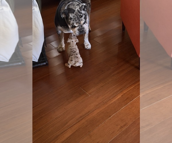 Medium Photo #1 Bulldog Puppy For Sale in LAS VEGAS, NV, USA