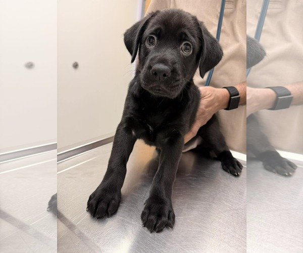 Medium Photo #1 Labrador Retriever-Unknown Mix Puppy For Sale in Holly Springs, NC, USA