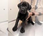Small Labrador Retriever Mix