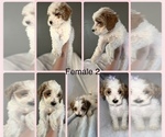 Puppy Puppy 6 Goldendoodle-Poodle (Toy) Mix