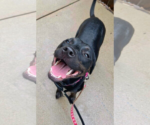 Medium Photo #11 Labrador Retriever-Unknown Mix Puppy For Sale in Munford, TN, USA