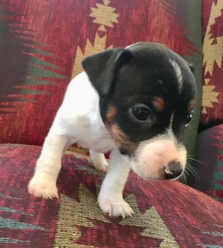 Medium Photo #5 Jack Russell Terrier Puppy For Sale in REBERSBURG, PA, USA