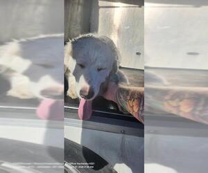 Great Pyrenees-Unknown Mix Dogs for adoption in San Antonio, TX, USA
