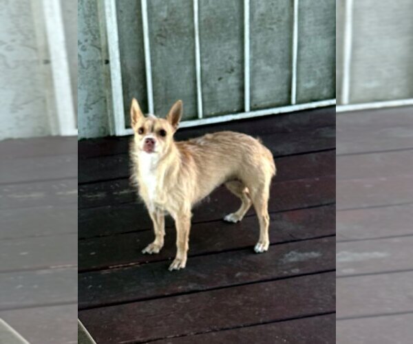 Medium Photo #5 Mutt Puppy For Sale in La Verne, CA, USA