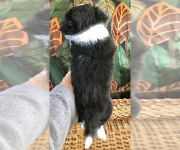 Medium Photo #7 Chihuahua Puppy For Sale in NEWVILLE, PA, USA