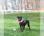 Small Photo #7 Labrador Retriever-Retriever  Mix Puppy For Sale in Unionville, PA, USA